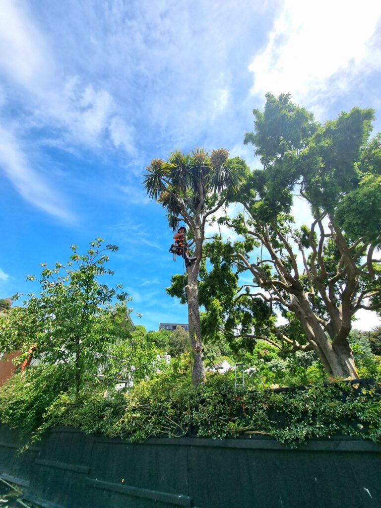 Arborist climbing a cabbage tree during removal in a Canterbury garden.