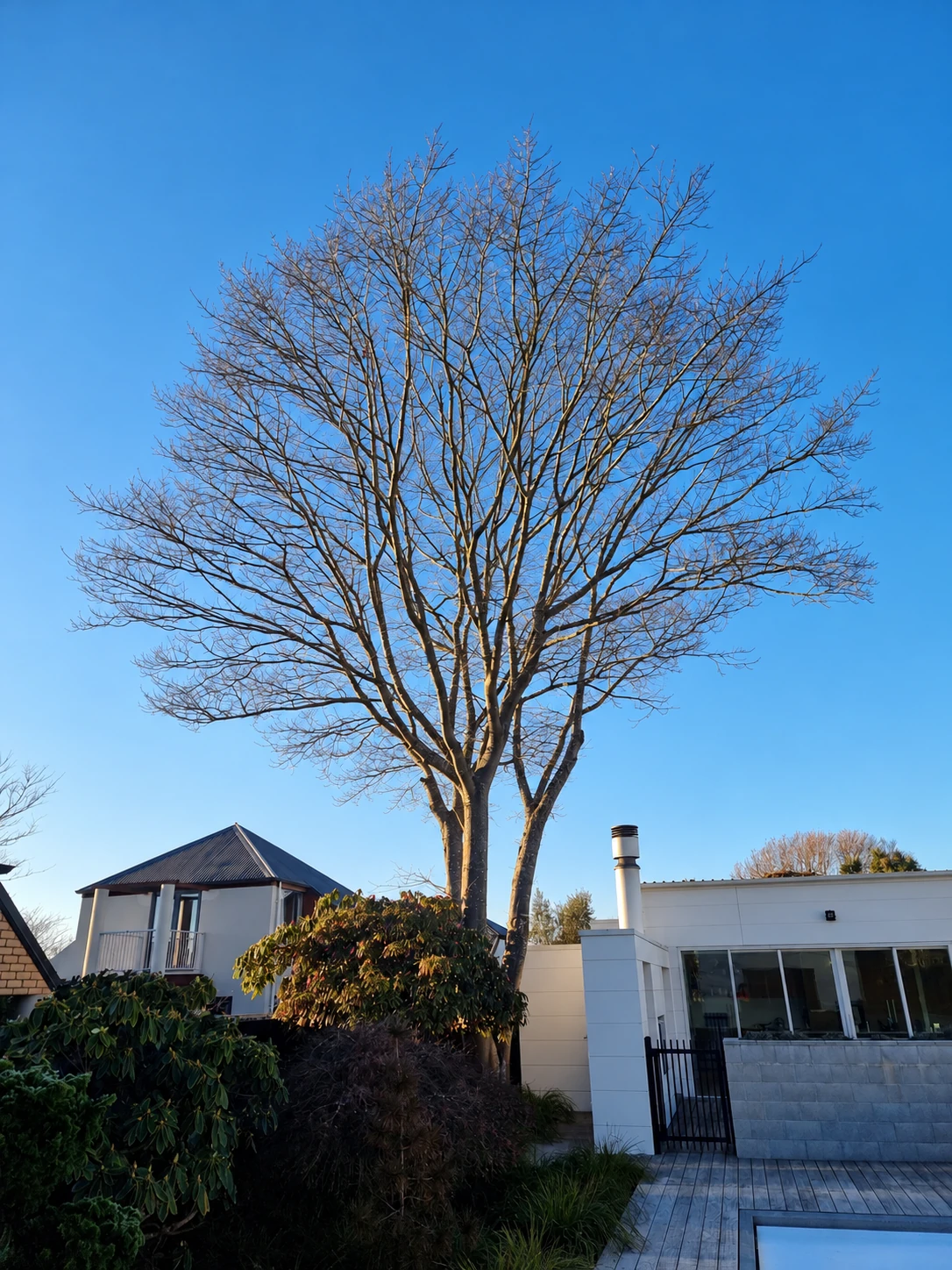 Large pin oak growing beside a house and swimming pool before removal.