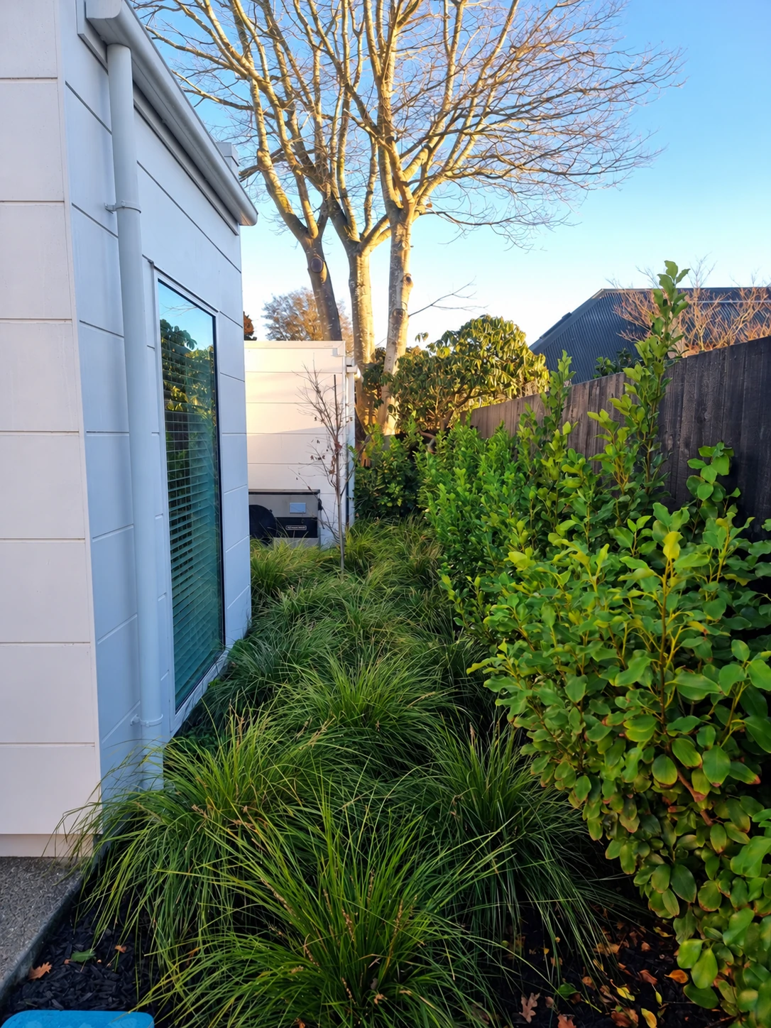 Narrow garden access between the house and boundary fence, with established planting beneath the pin oak.