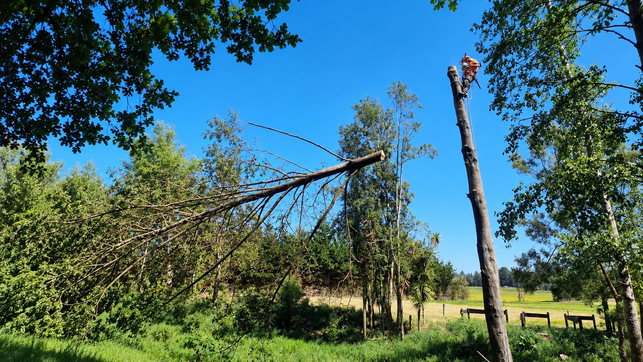 Christchurch arborist completing a large tree removal