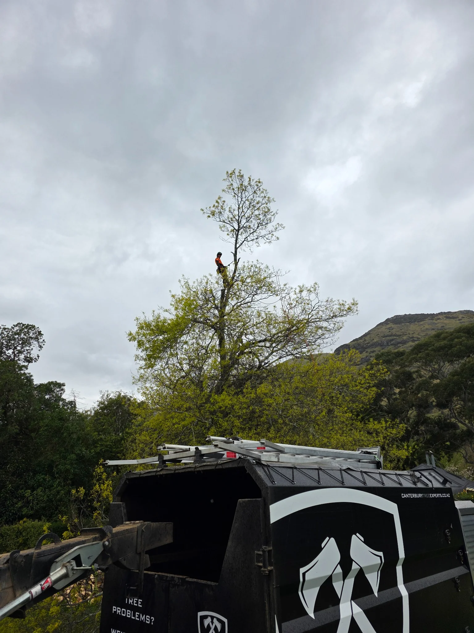 arborist climbing a tree in Christchurch