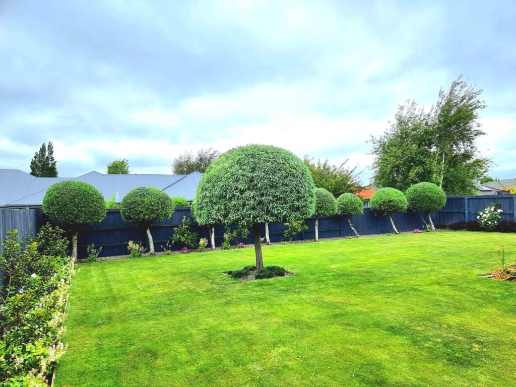 Ornamental trees trimmed into rounded shapes in a Christchurch garden.