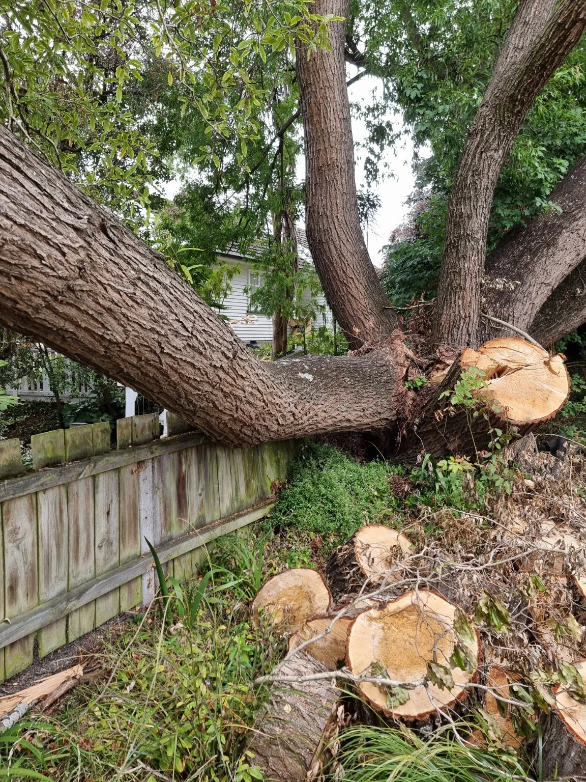 Over extended willow tree limb failing during high winds