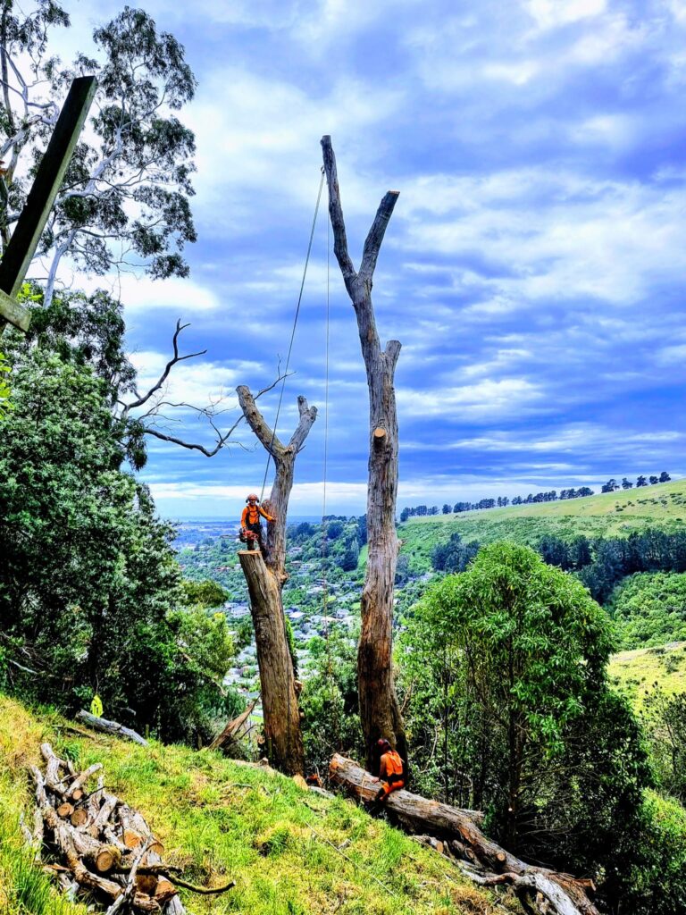 Arborists dismantling a large dead tree with ropes on a steep Christchurch hillside.