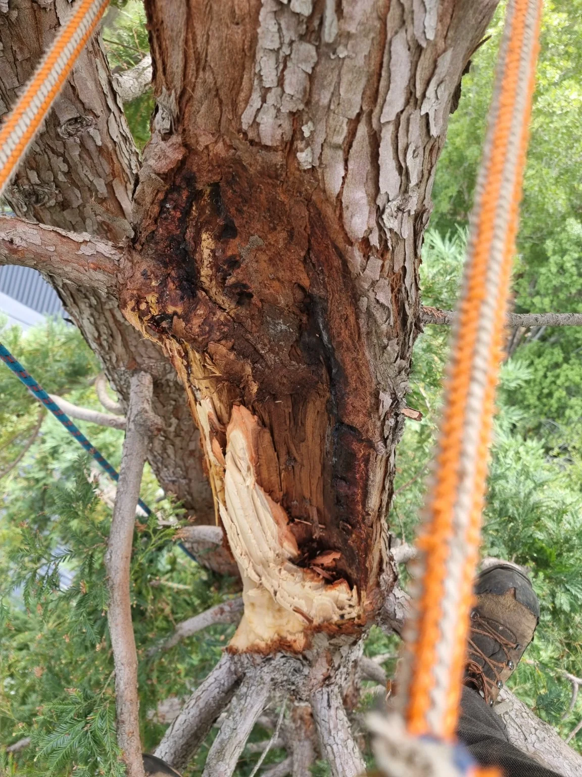 Damaged branch union with exposed wood in a conifer tree.