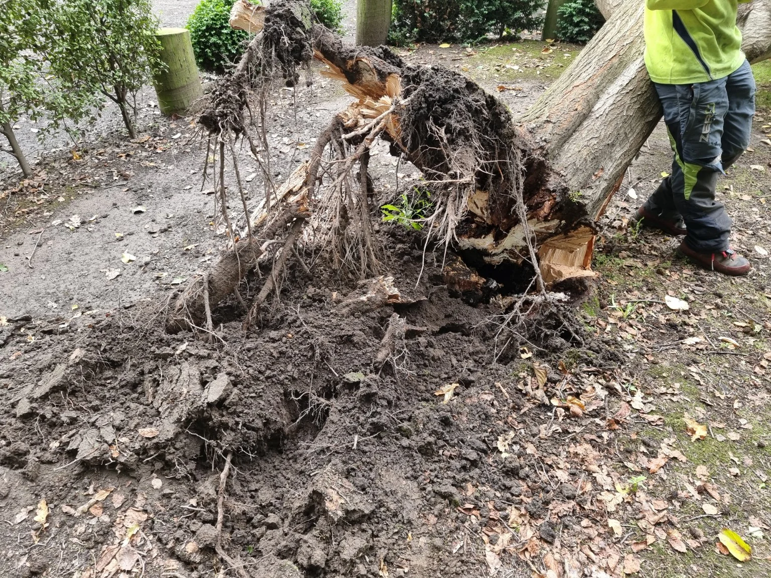 Decayed root system of a Lime tree that has fallen over.