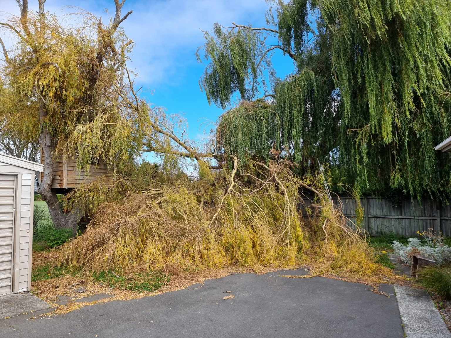 Large willow tree limb snapped in high winds. Leaning on fence and neighbors drive area