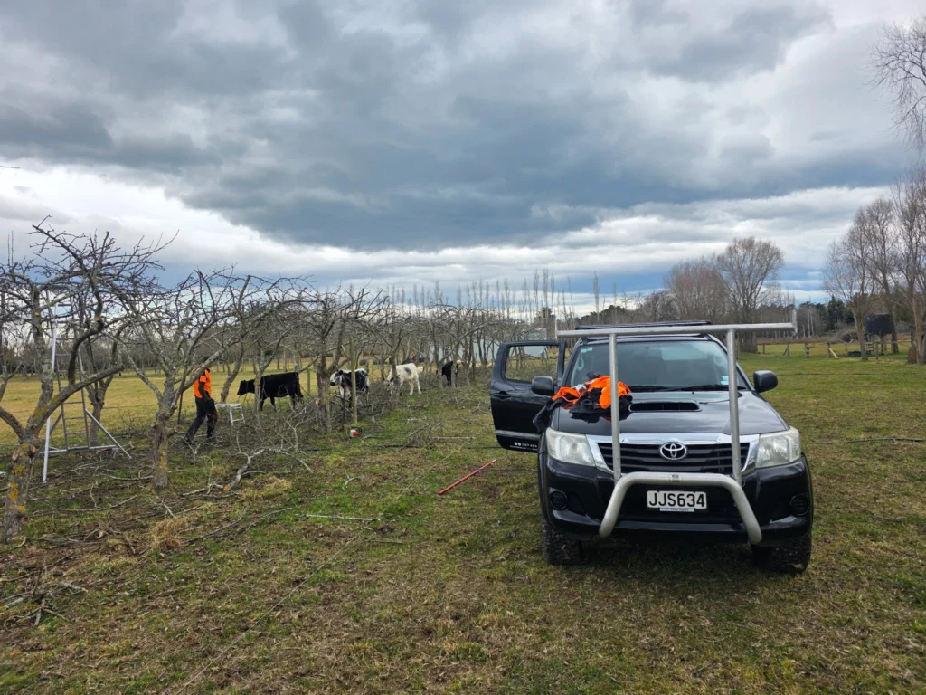 Canterbury tree experts pruning fruit trees at a life style block in christchurch canterbury