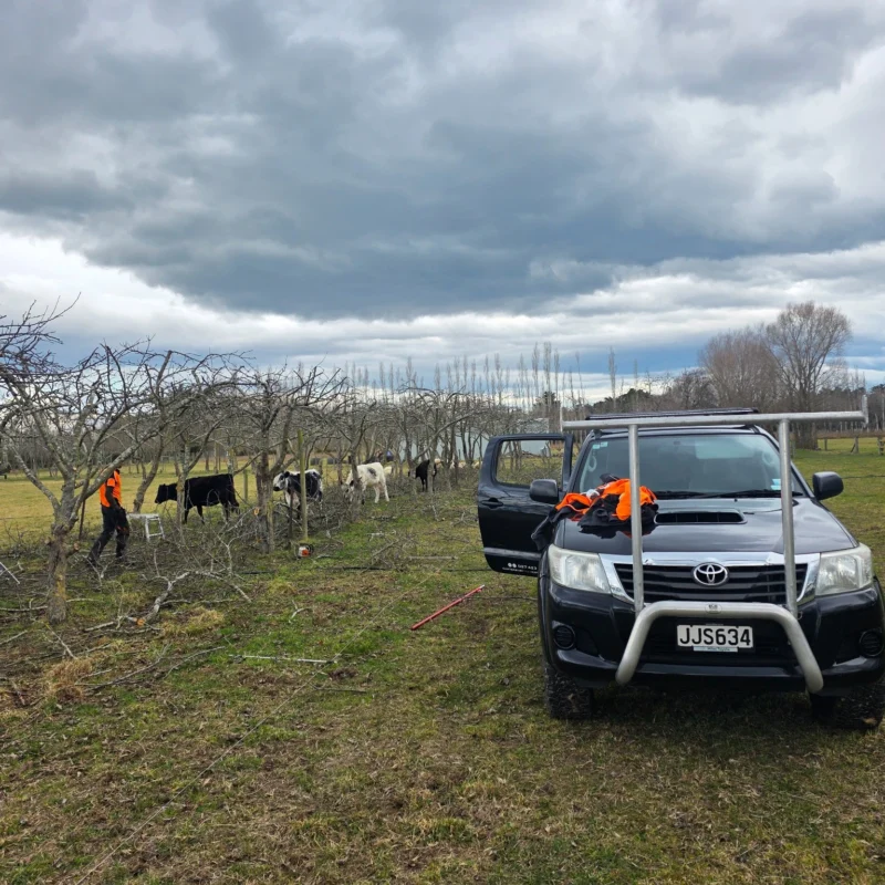 Canterbury tree experts pruning fruit trees at a life style block in christchurch canterbury