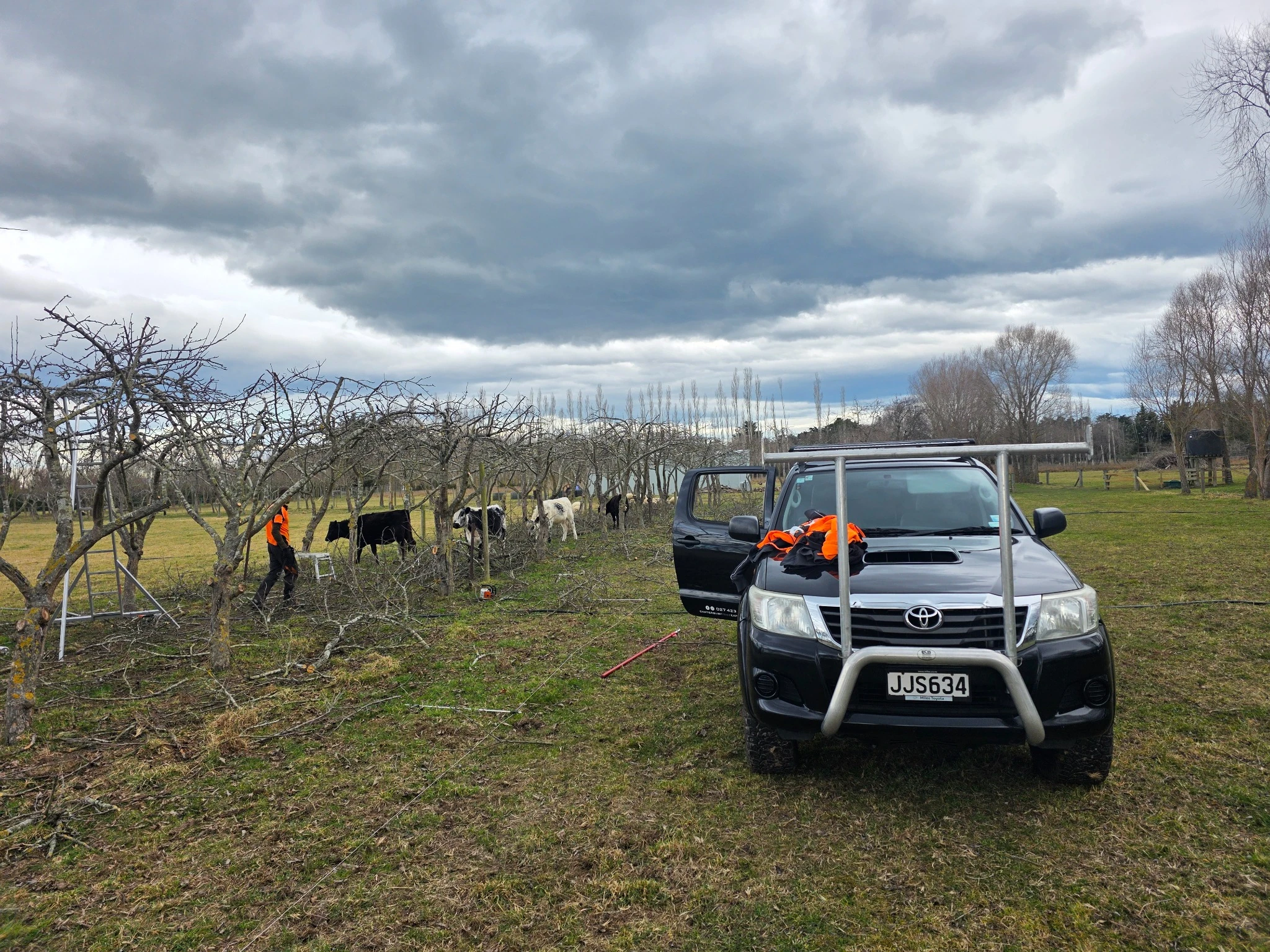 Fruit Tree Pruning Guide for Christchurch and Canterbury