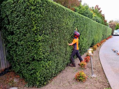 Crew member hugging a neatly trimmed tall hedge beside a driveway.