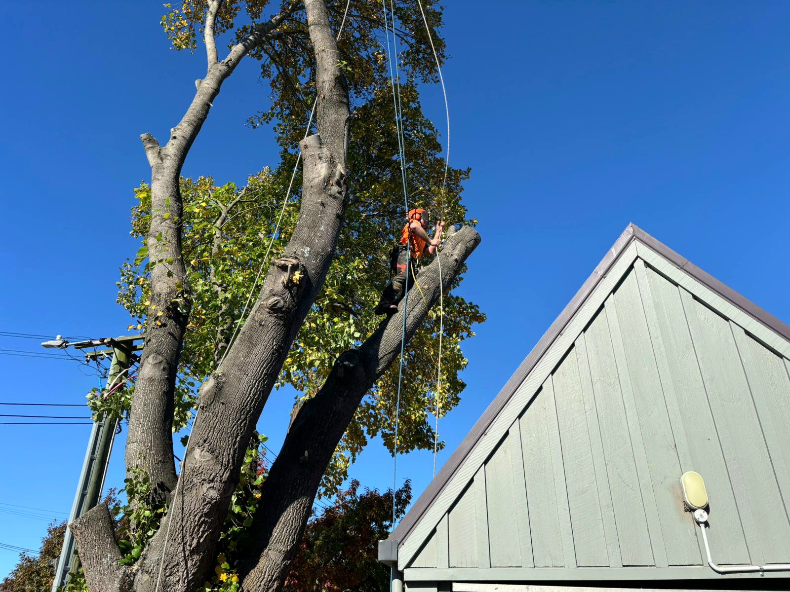 qualified arborist removing a large tree over a roof