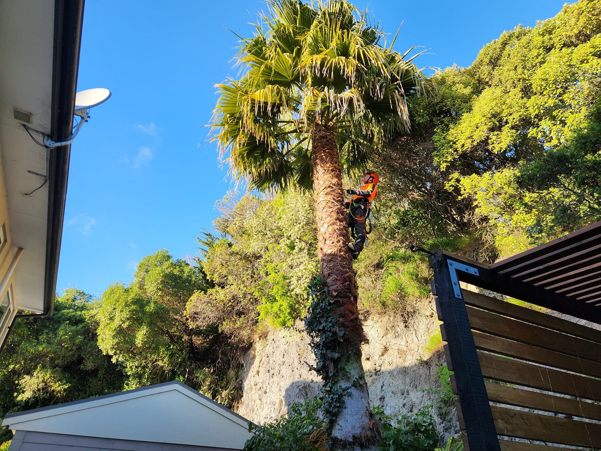 climbing and trimming a fan palm in Christchurch