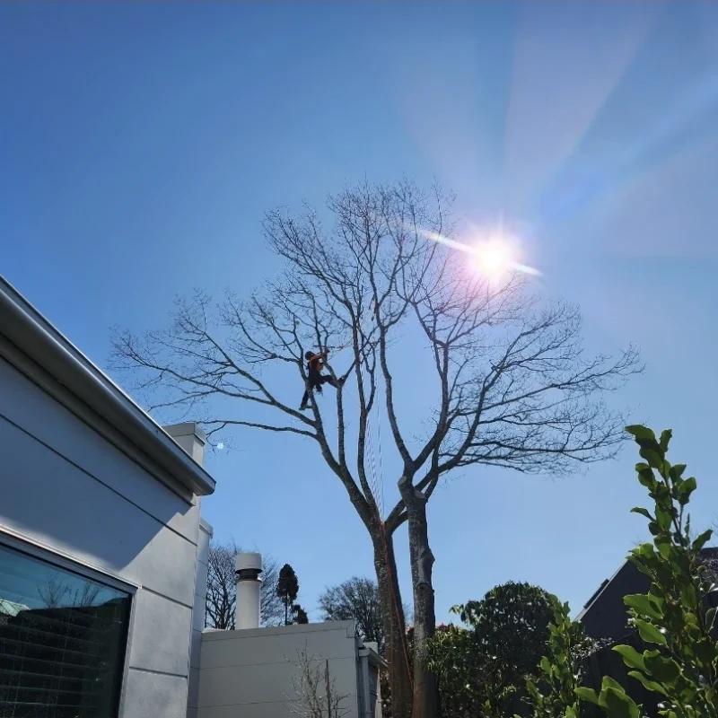 Arborist dismantling a large pin oak beside a house, with branches extending over the roof.