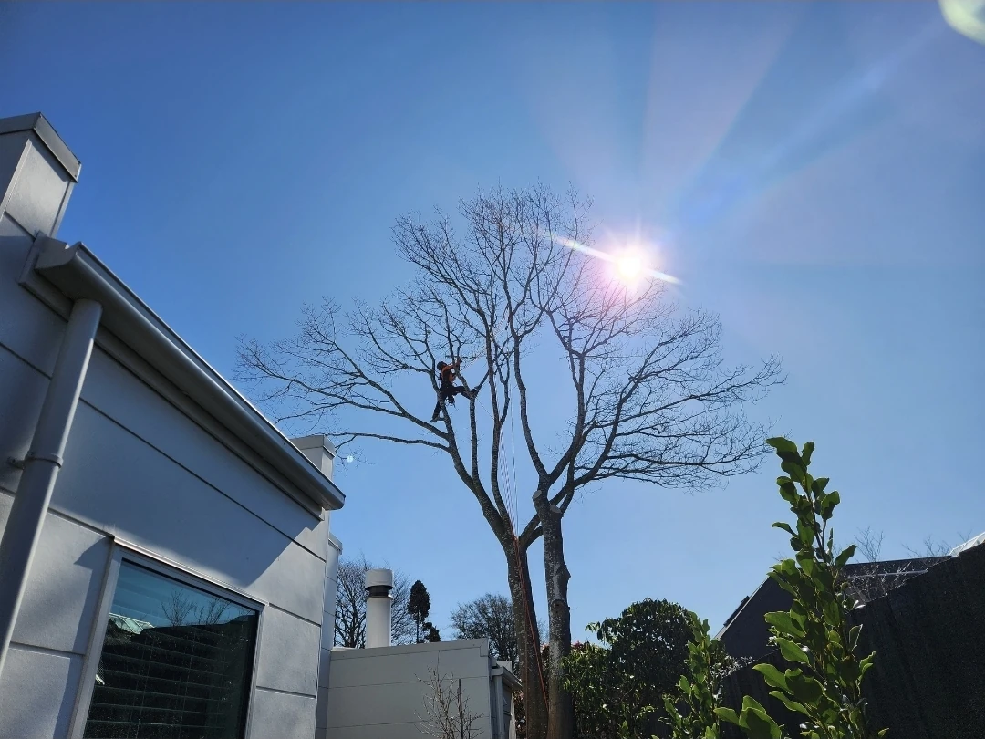 Removing a Large Tree Beside a House