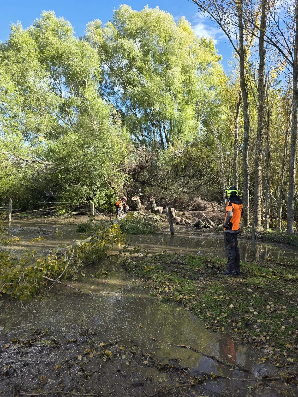 Row of Poplar trees blown over in strong winds
