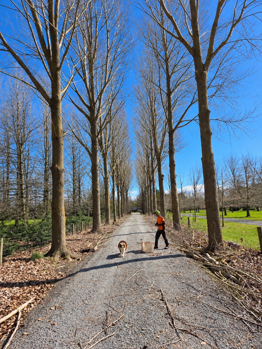 Crown lifted trees along a rural driveway in Canterbury