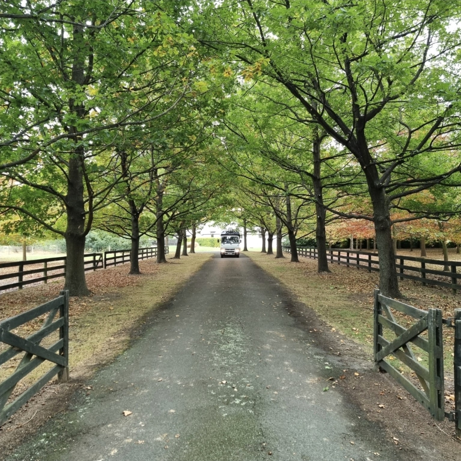 Tree-lined rural driveway with branches pruned for vehicle clearance in Canterbury