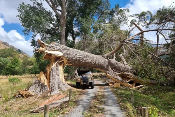 Fallen Black Poplar tree with a vehicle parked underneath