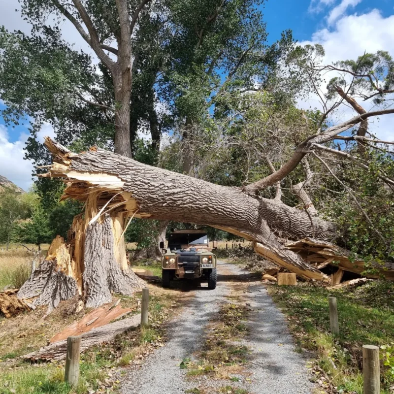 Fallen Black Poplar tree with a vehicle parked underneath