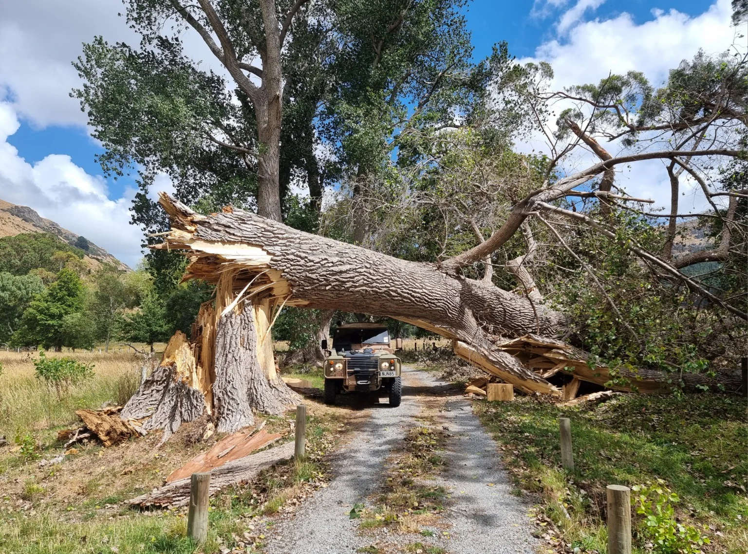 9 Tree Problems We’ve Encountered Across Christchurch and Canterbury