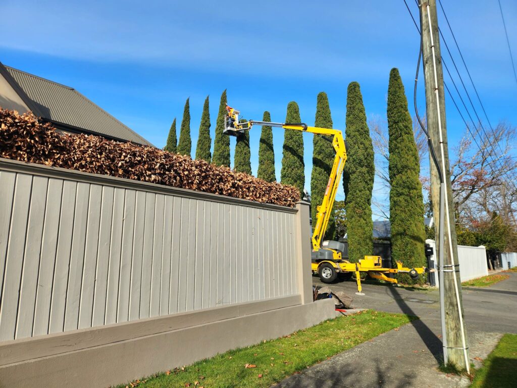 Arborist shaping tall narrow conifers from a cherry picker beside a boundary fence.