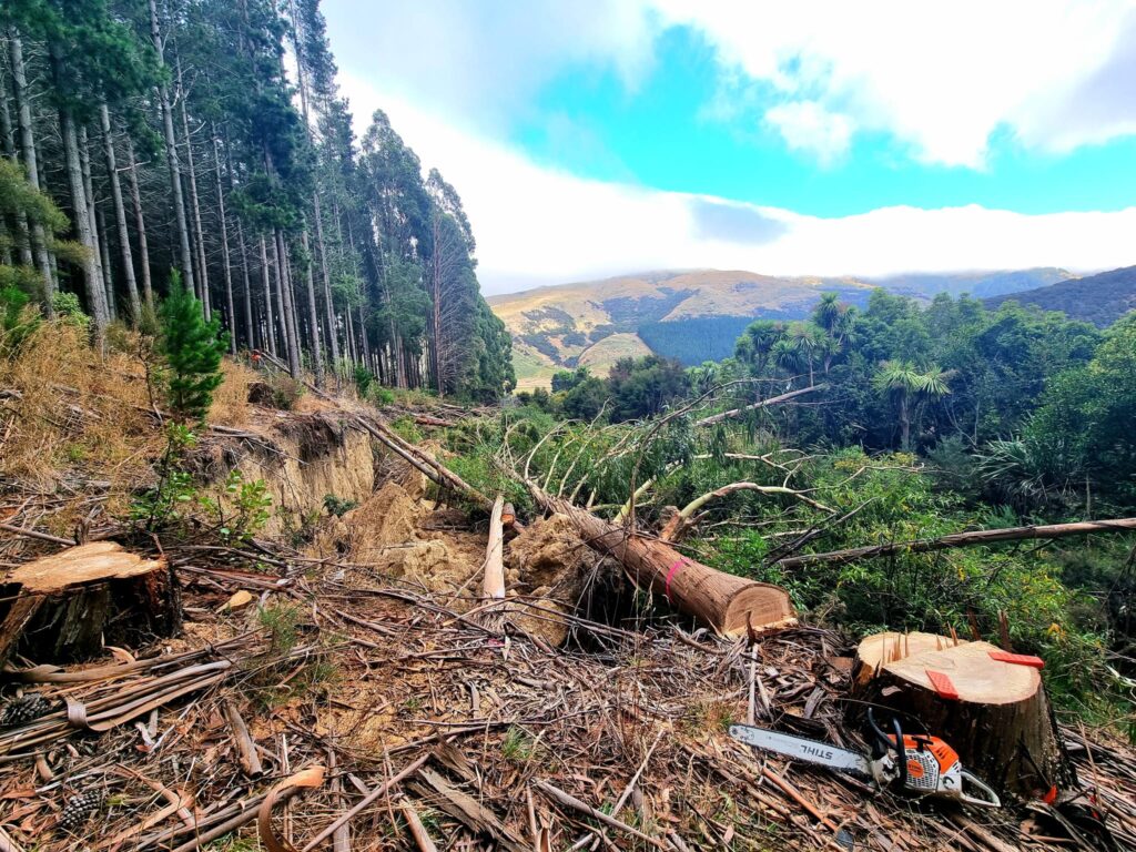 Felled trees and freshly cut stumps on a steep Banks Peninsula hillside.