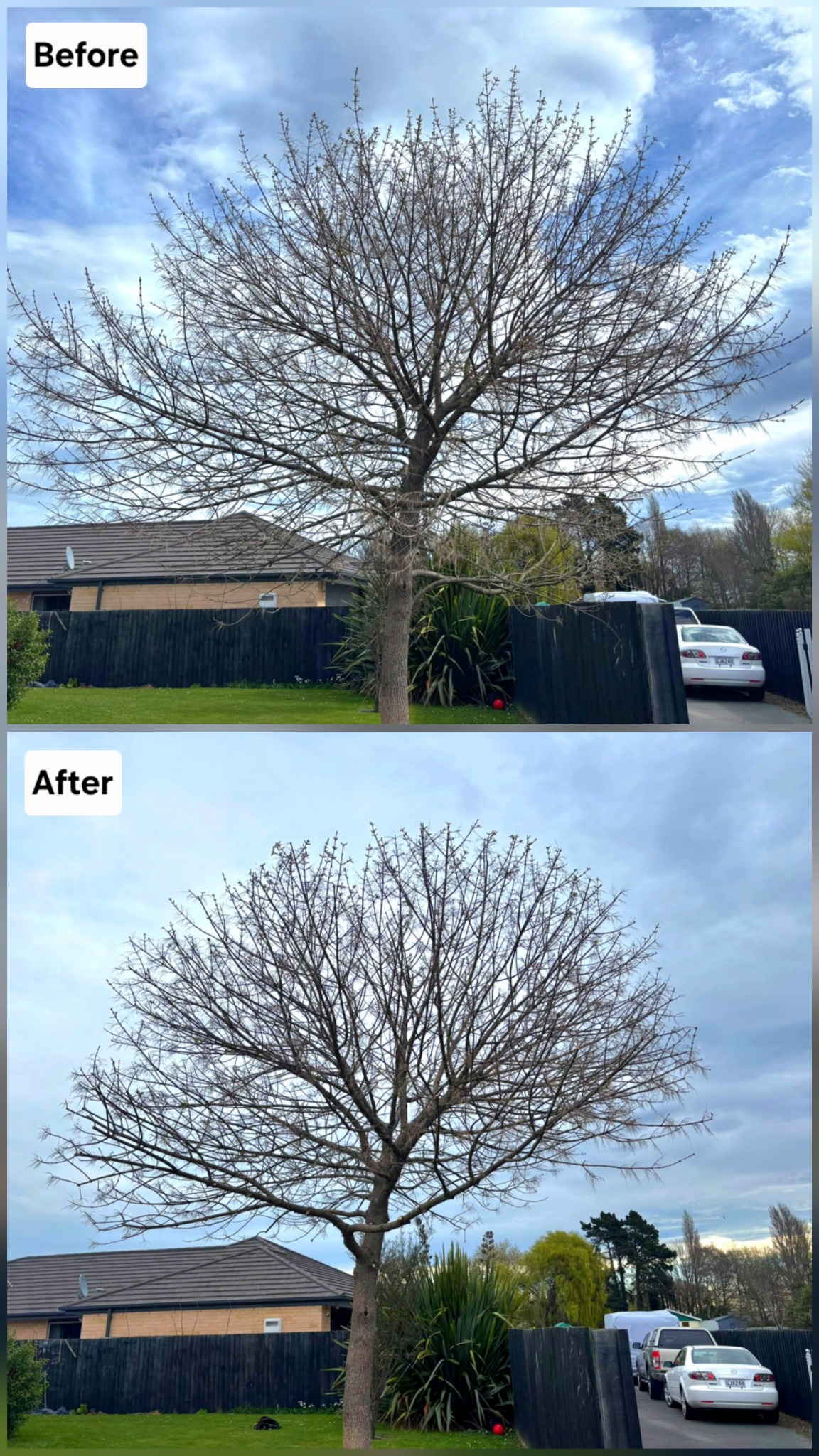 small tree Before and after tree pruning in Christchurch, showing reduced height and a more balanced, lightly thinned canopy.