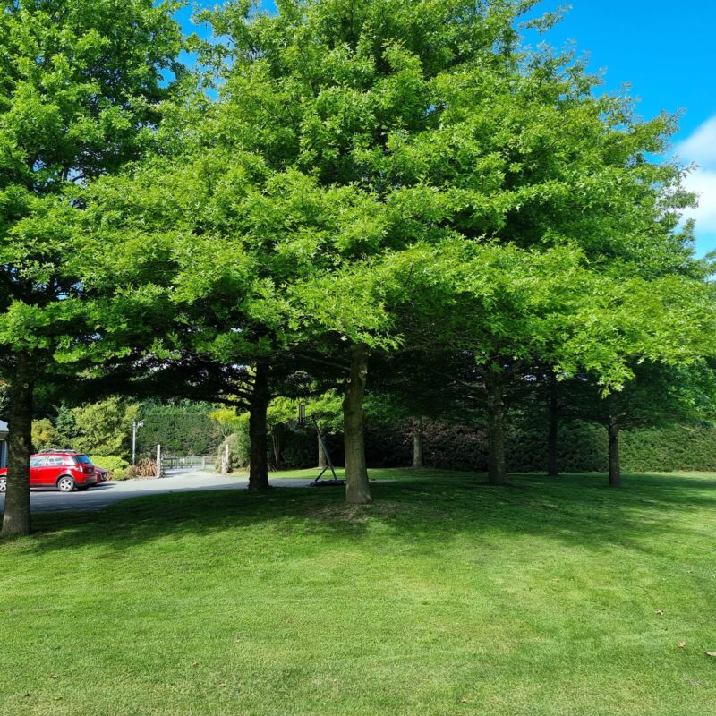 professional pruned Oak trees in Christchurch