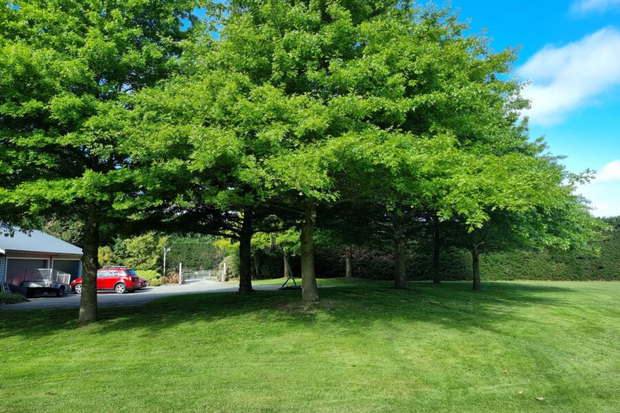 professional pruned Oak trees in Christchurch