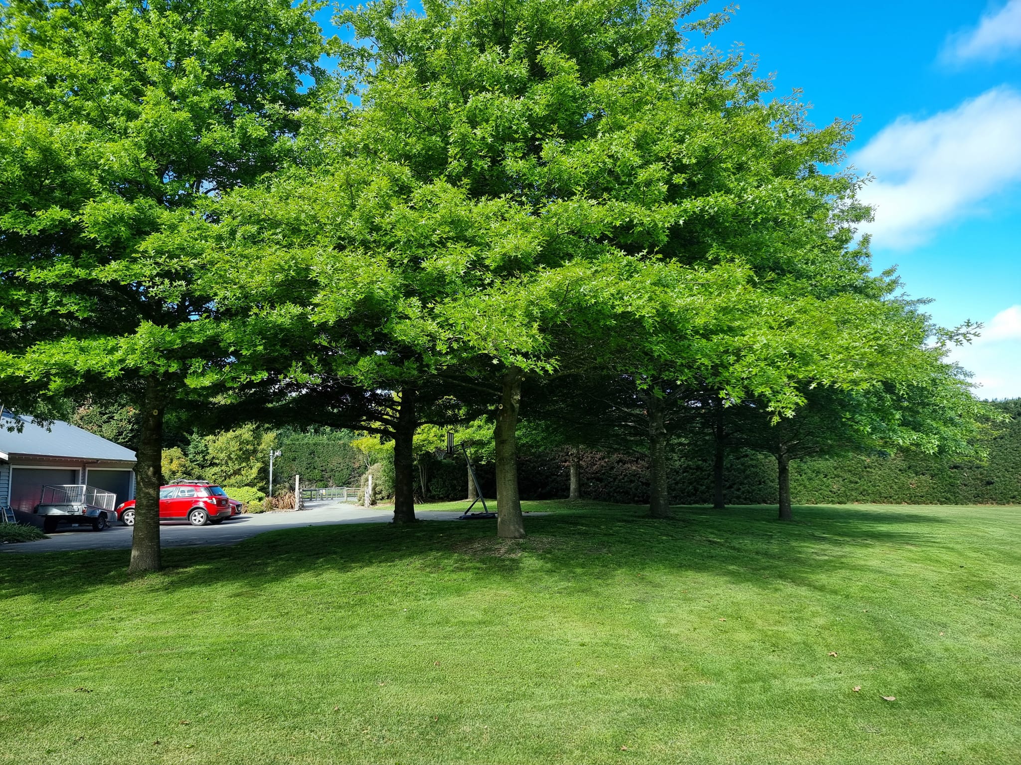 How Much Does Tree Pruning Cost in Christchurch?