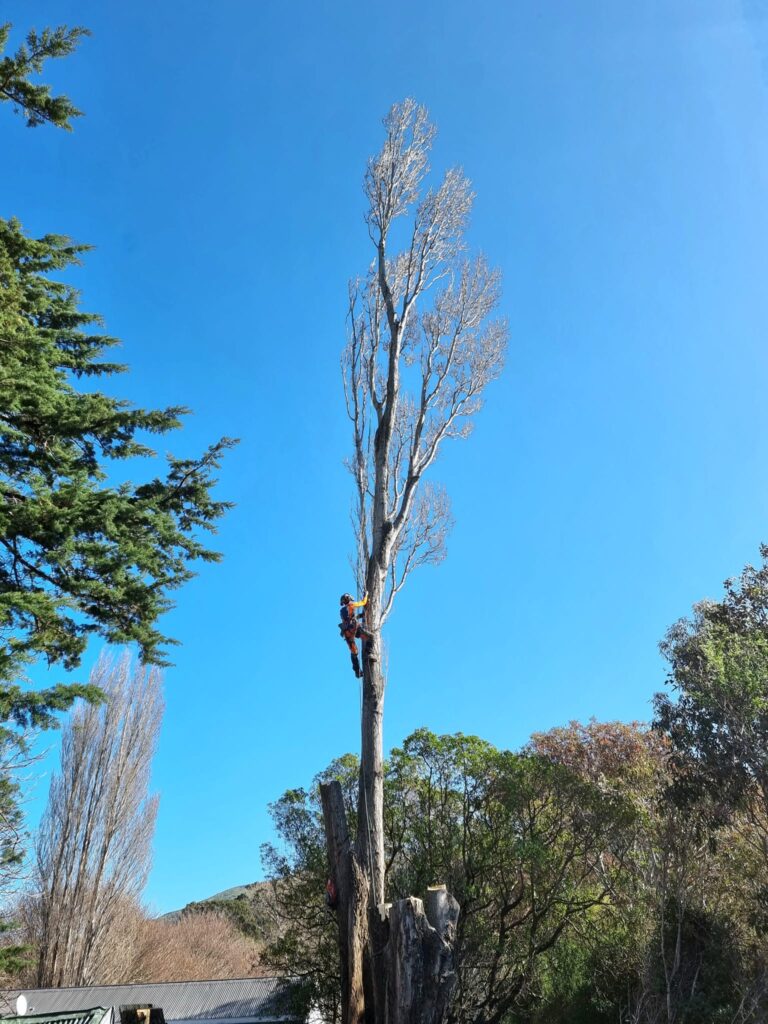 Arborist climbing a tall, partly dismantled tree beside a building on Banks Peninsula.