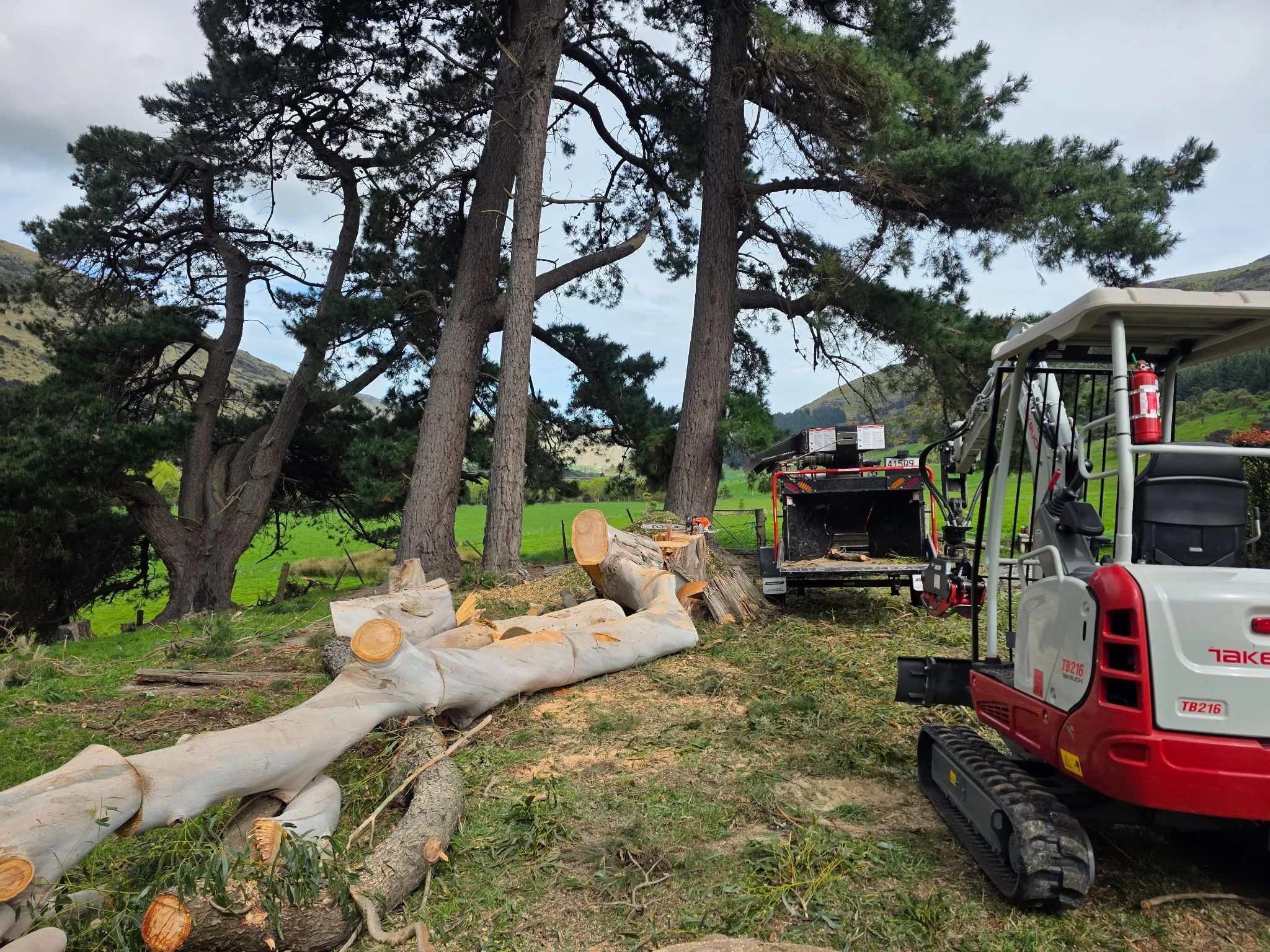 removing a gum tree in banks peninsula with a digger and wood chipper