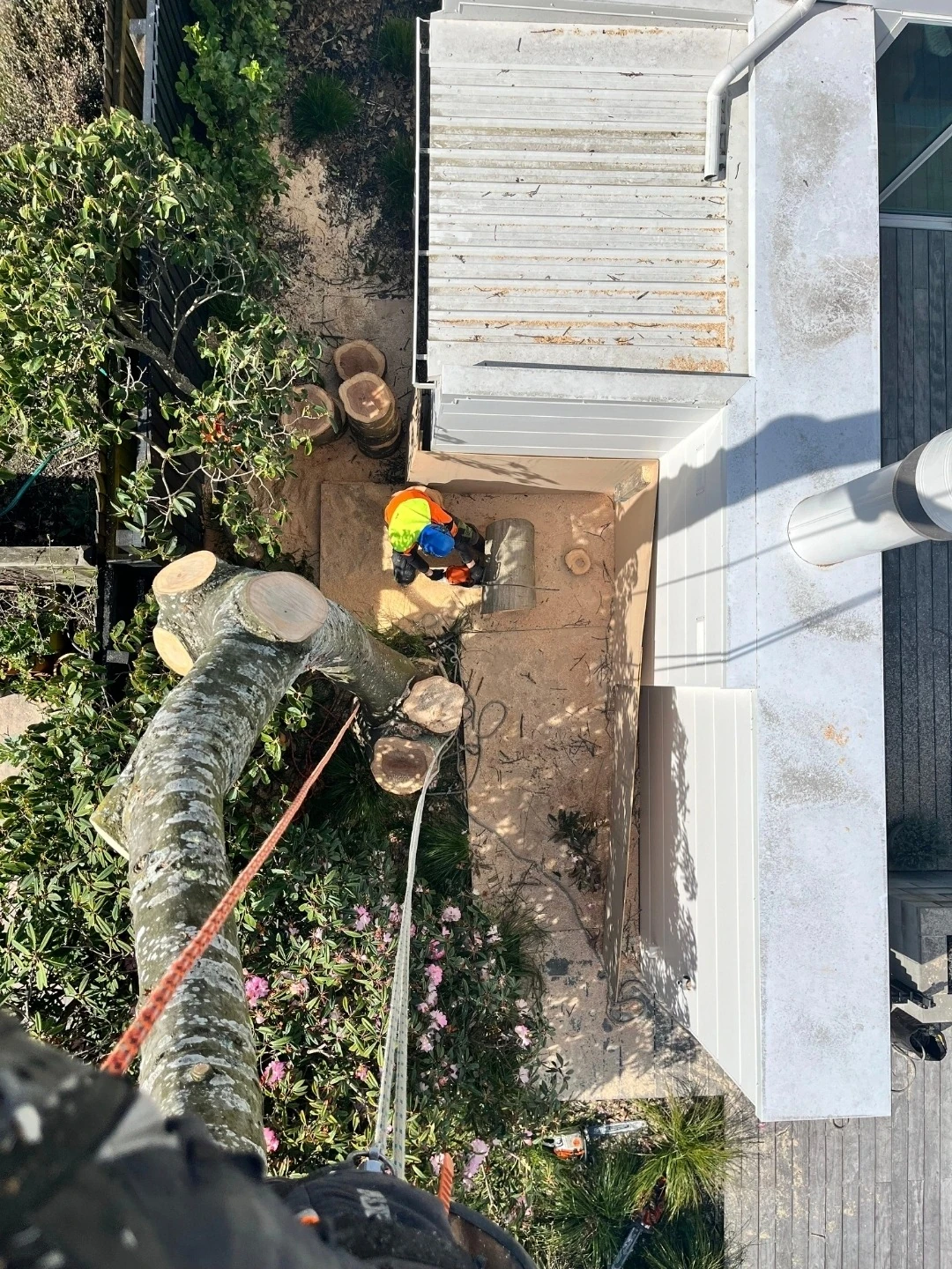 View from the pin oak showing rigging ropes and the narrow working space between the house, fence and established garden.