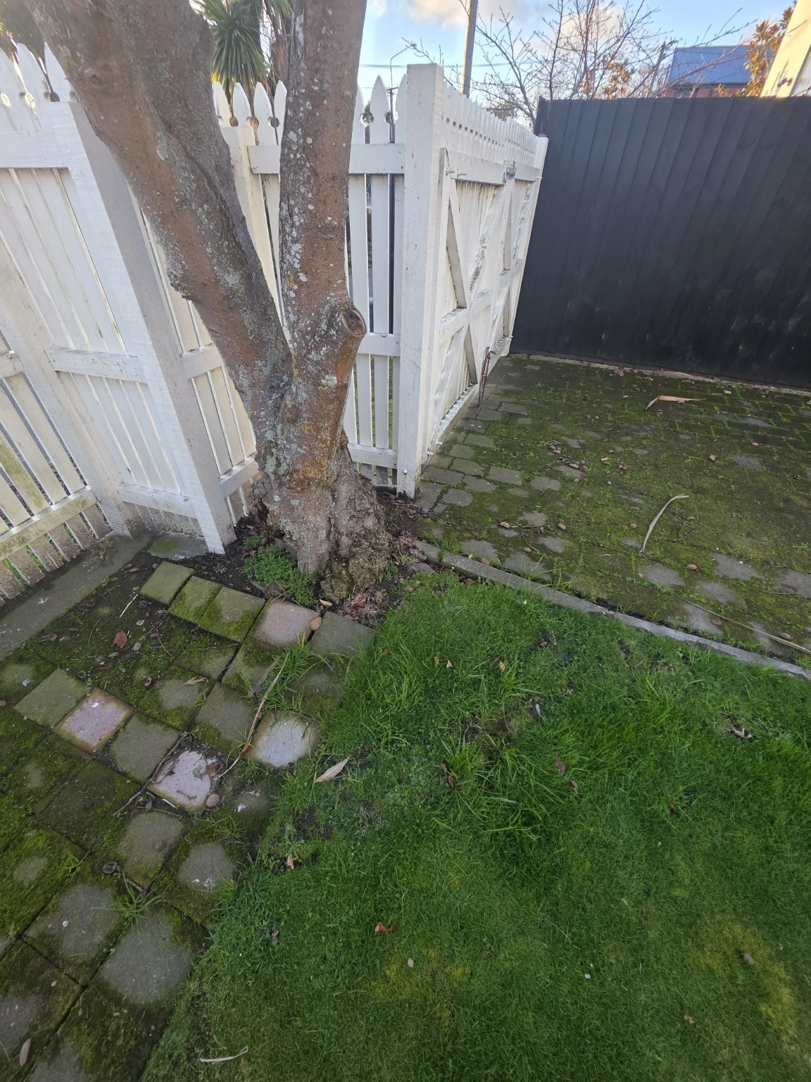 Tree roots lifting paving and damaging underground services