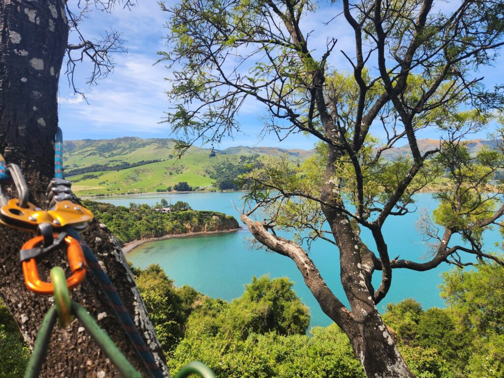 View from a tree canopy over a Banks Peninsula bay, with climbing ropes in the foreground.
