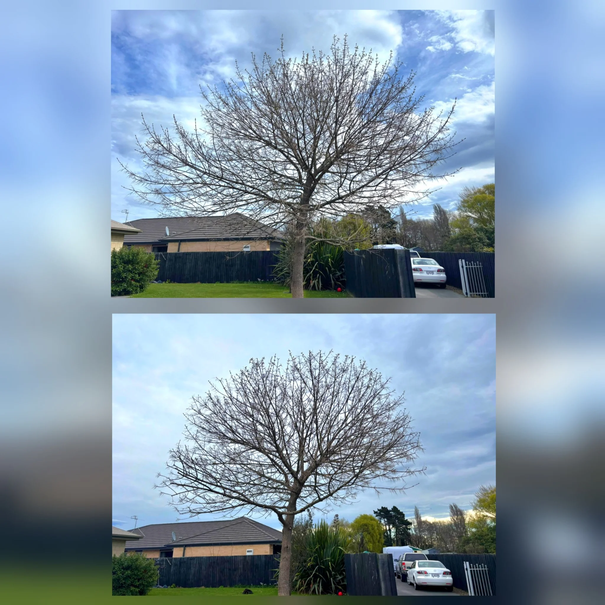 Before and after tree pruning in Christchurch, showing a reduced and reshaped canopy with light thinning.
