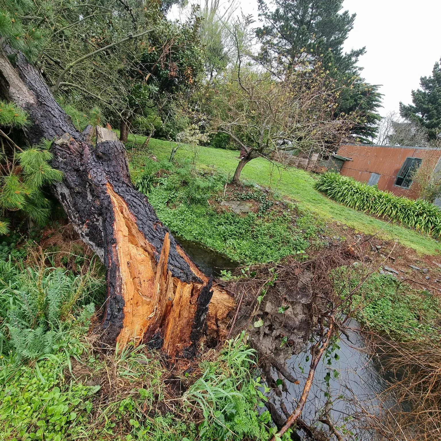 Pine tree fractured at the base from strong winds
