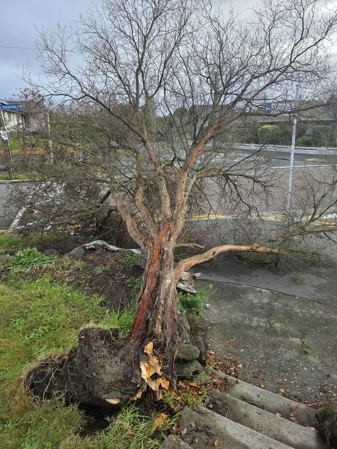 declining tree with root decay blown over in windy conditions